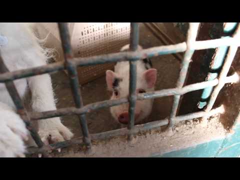 Pig and dogs at the North Jersey Equestrian Center