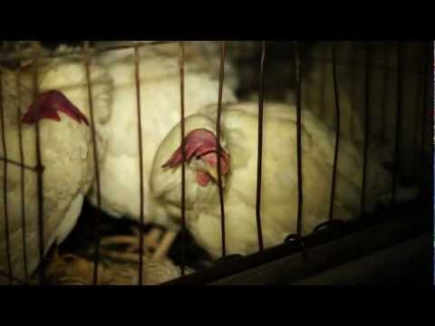 50,000 Egg-Laying Hens Left to Starve to Death