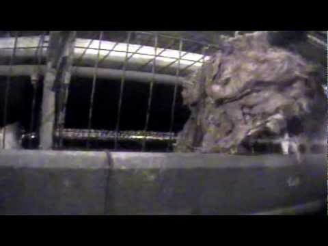 The Truth About Sparboe Farms: Cruel to Animals & Dishonest to Customers