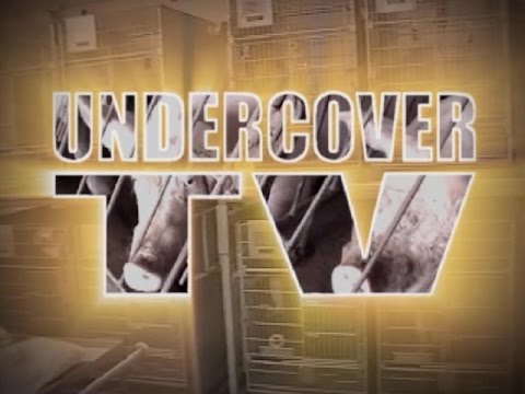 Undercover Investigation Special: Downer Animals on Farms