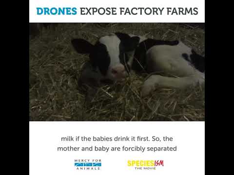Drones Expose Milk Production's Darkest Secret