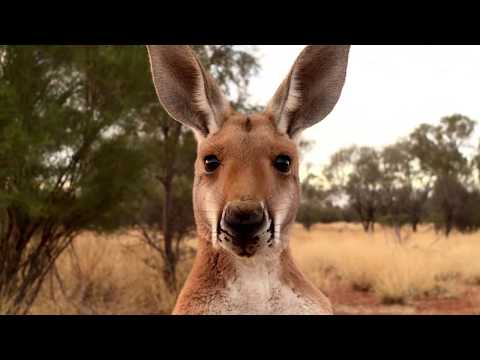 KANGAROO (2018) trailer