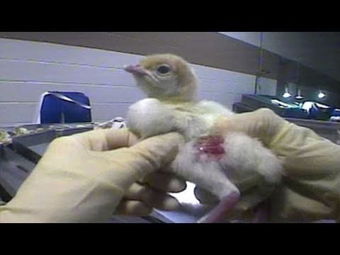 HSUS Exposes Largest Turkey Hatchery