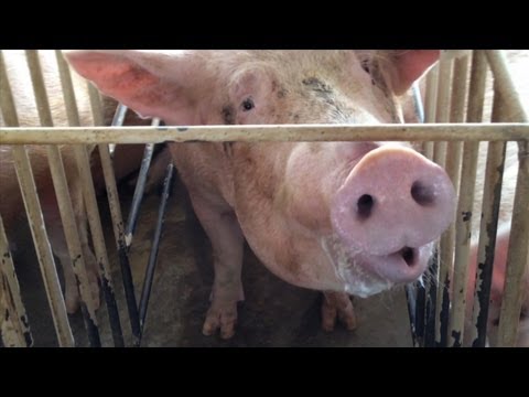 Shocking Animal Cruelty at Tyson Foods Supplier