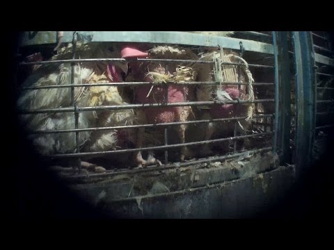 Spent Hen Slaughter Exposé: Birds Abused and Scalded Alive