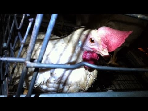 Extreme Cruelty Exposed at Major Egg Factory