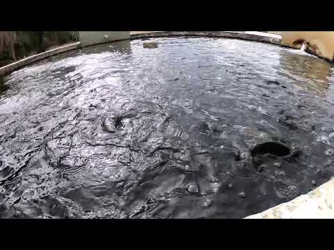 Baby trouts in a fish farm pond - NSW 2018