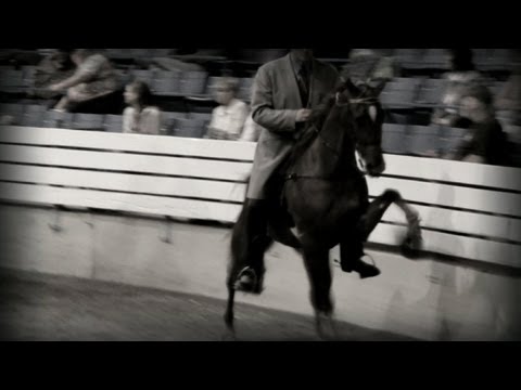Tennessee Walking Horse Investigation Exposes Cruelty