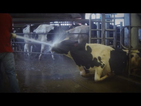 Abuso a las vacas en granja de lácteos es captado por una cámara oculta