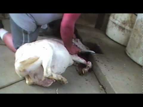 Cruel Cuts - Illegal Slaughter Exposed in Los Angeles