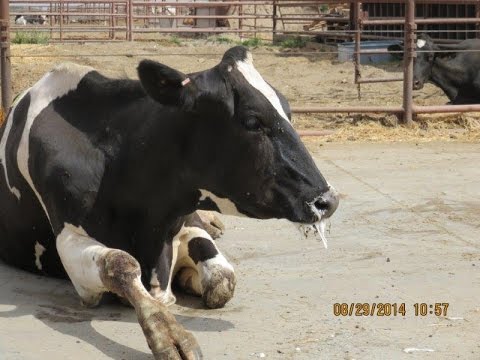 Escalon Auction - Time To Stop The Cruelty
