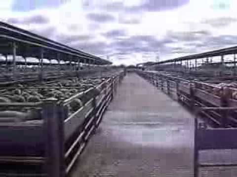 forbes sheep sales 2013
