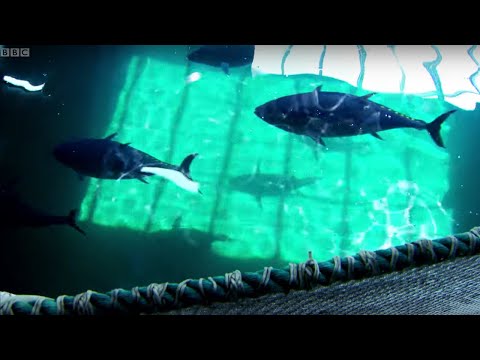 Breeding Southern Bluefin Tuna | Australia with Simon Reeve | BBC