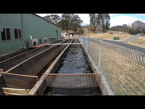 Fish farm raceway NSW 2018