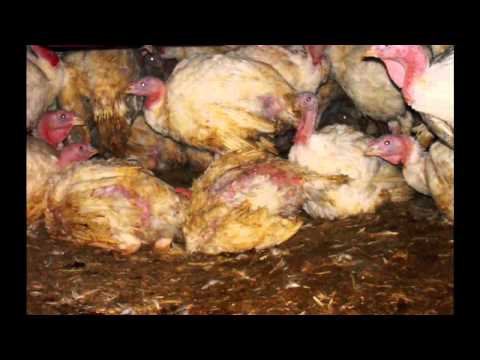 Big Birds, Big Cruelty documentary exposing the treatment of factory farmed turkeys in Australia