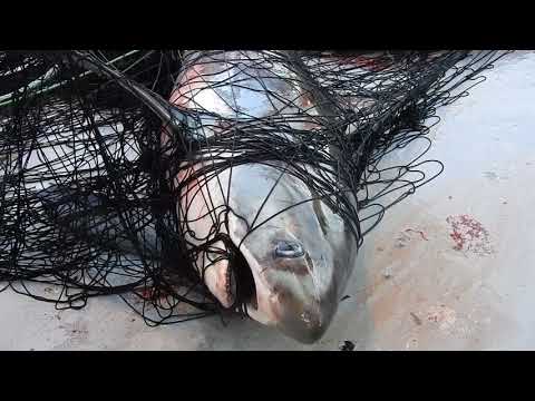 Our oceans aren’t dying; they are being killed by the commercial fishing industry.