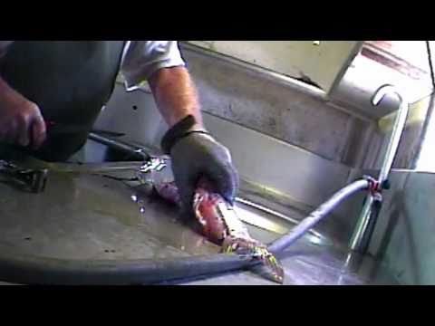 Skinned Alive - Cruel Catfish Slaughter Exposed