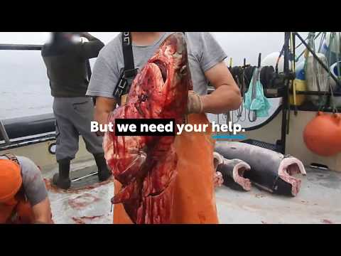 Nightmare at Sea: Animal Abuse in the Driftnet Fishing Industry