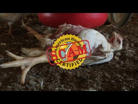 Shocking Animal Abuse Exposed at “American Humane Certified” Foster Farms Slaughterhouse