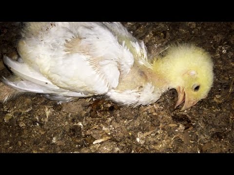 Mercy For Animals Slams Tyson Over Tortured Chickens