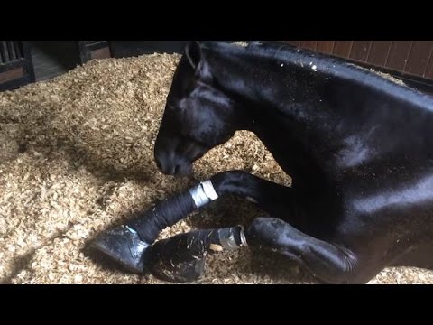 Undercover: Horses Abused at Top Training Barn