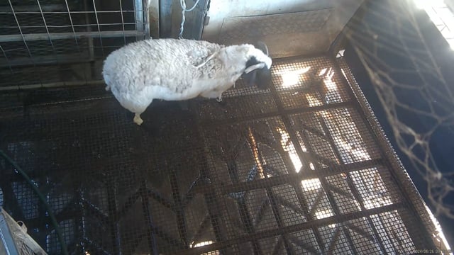 Hidden camera angle - Kill pen