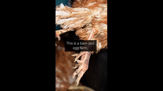 Lemitech Barn-laid Eggs - Investigation Video (vertical)