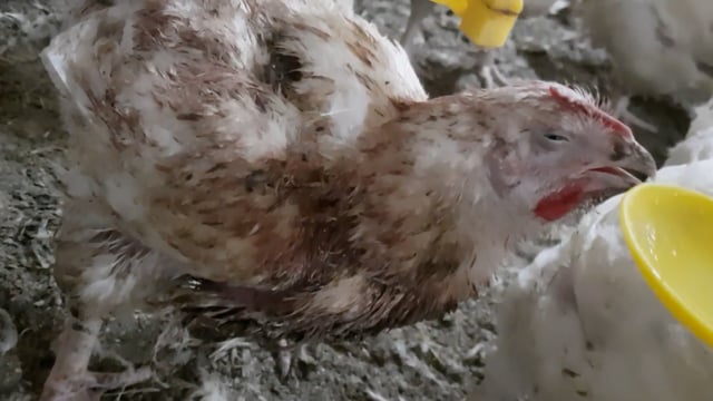 ProTen Broiler Farm - Bird Covered in Bodily Fluids