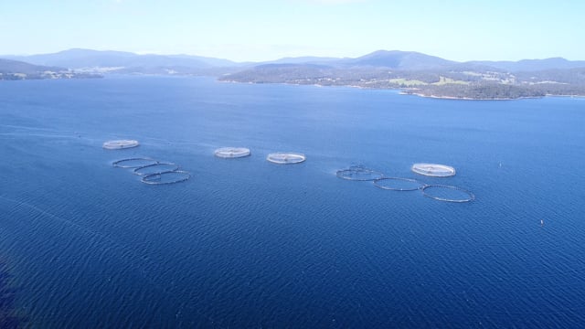 Drone flyover of offshore salmon farm