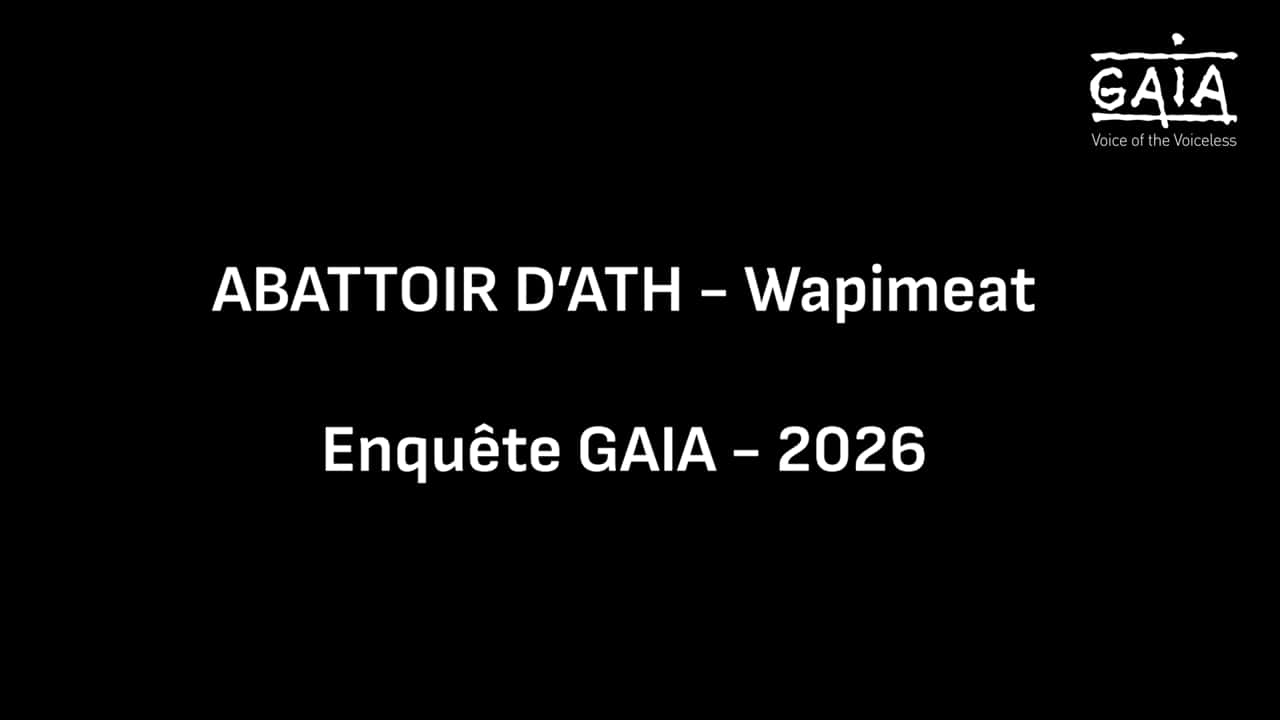 Abattoir d'Ath - vidéo GAIA