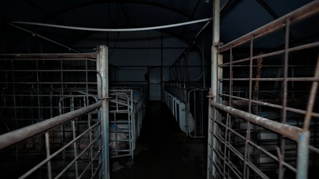 Sow stalls at Brownlow Piggery