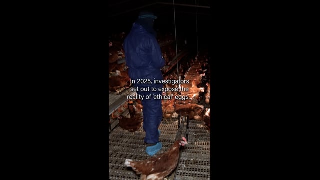 Eggs Uncaged Campaign video (IG)