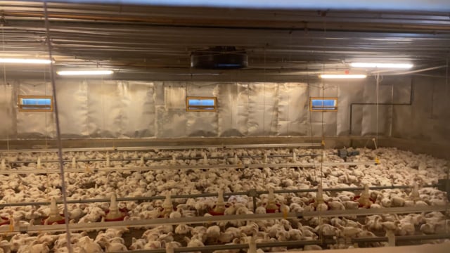 Broiler farm Biesenthal